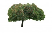 Jarząb pospolity 'Pendula' DUŻE SADZONKI Pa 200-250 cm, obwód pnia 8-10 cm (Sorbus aucuparia)